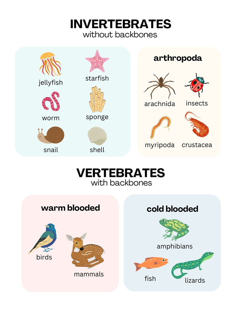 Different Kind of Animals