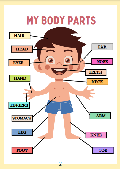 Human Anatomy Busy Book | 41 pages Printable Kids Worksheets 🖍️📚
