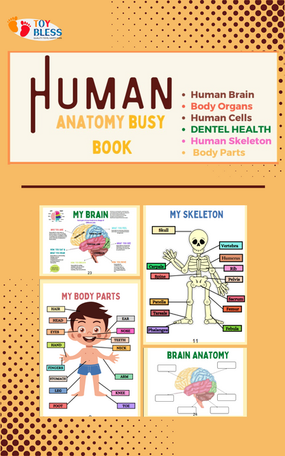 Human Anatomy Busy Book | 41 pages Printable Kids Worksheets 🖍️📚