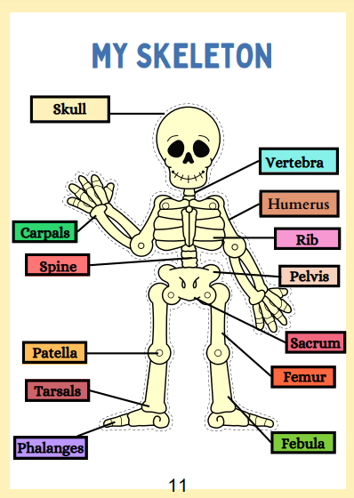 Human Anatomy Busy Book | 41 pages Printable Kids Worksheets 🖍️📚
