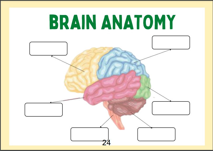 Human Anatomy Busy Book | 41 pages Printable Kids Worksheets 🖍️📚