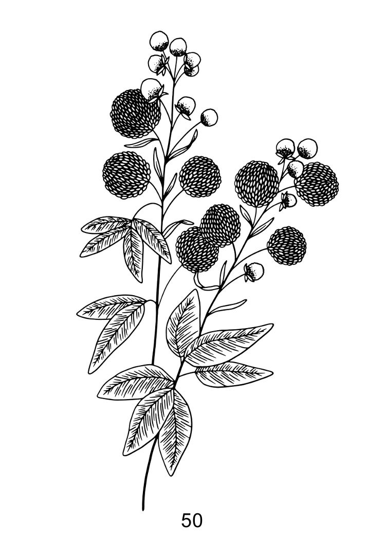 Flora & Fauna Coloring