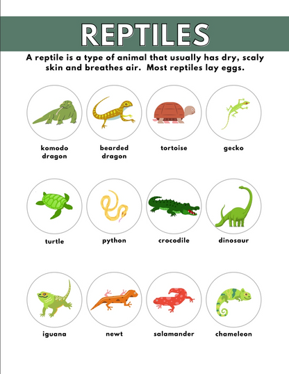 Different Kind of Animals